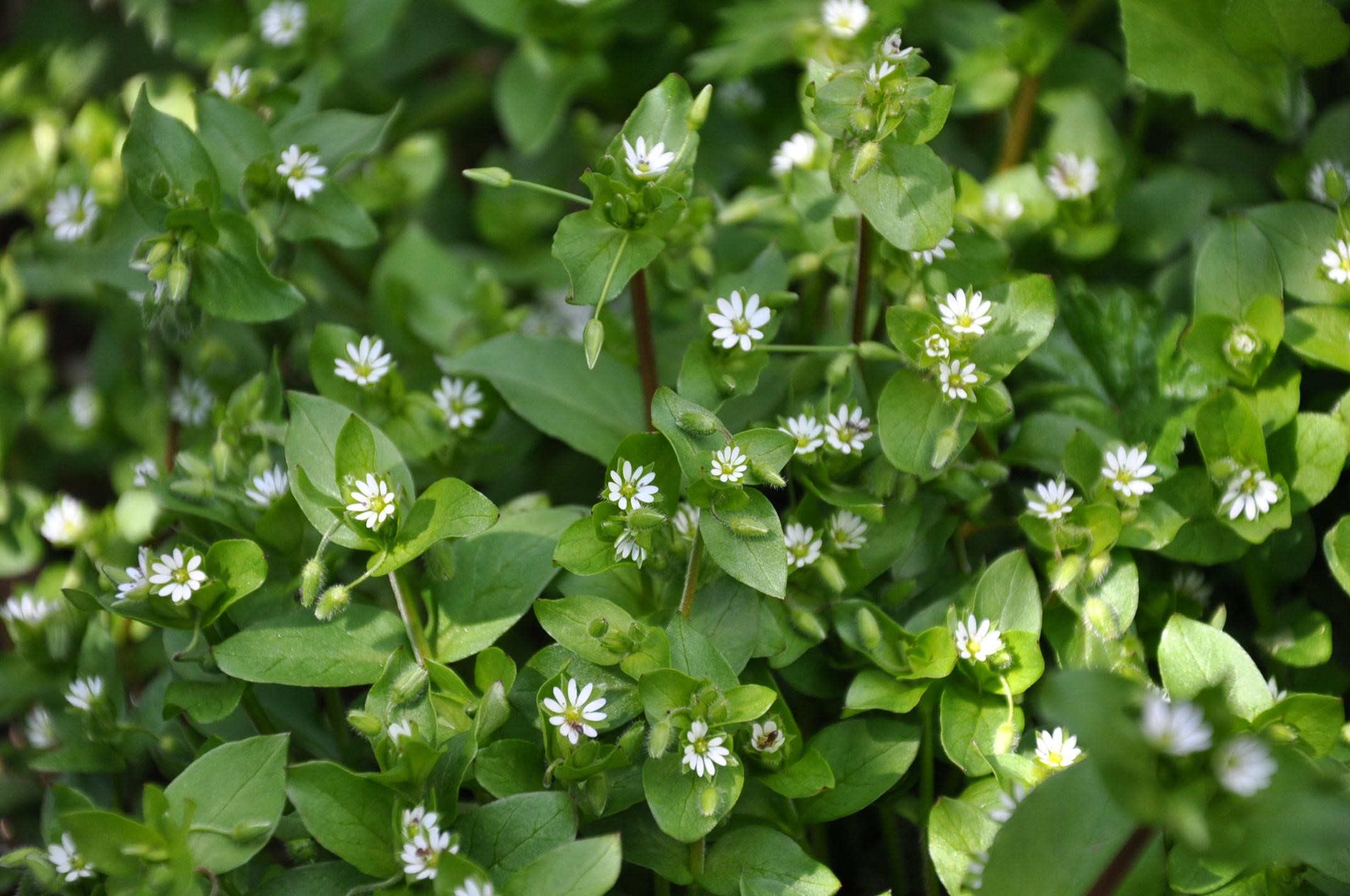 A clump of plants with small leaves and flowers