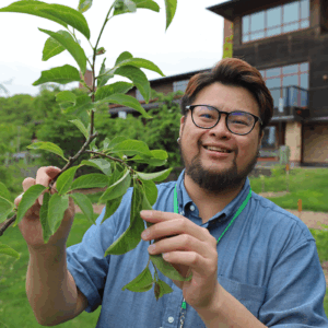 Kwan Ho Wong, recipient of the Shiu Ying Hu Research Award at the Arnold Arboretum, shows the tiny flowers of a holly at the Weld Hill Research Building