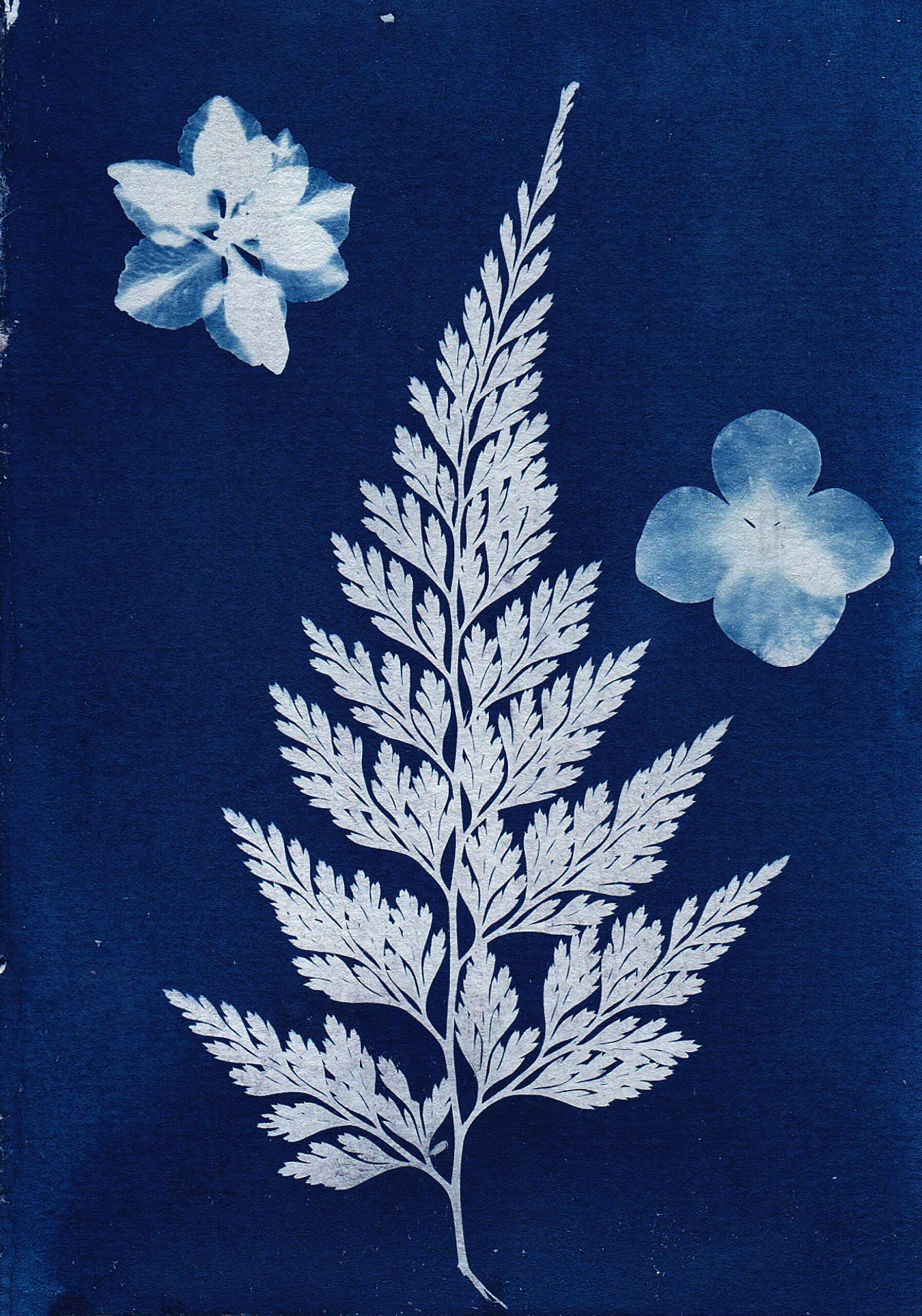 Make Your Own Cyanotypes: A Drop-In Program