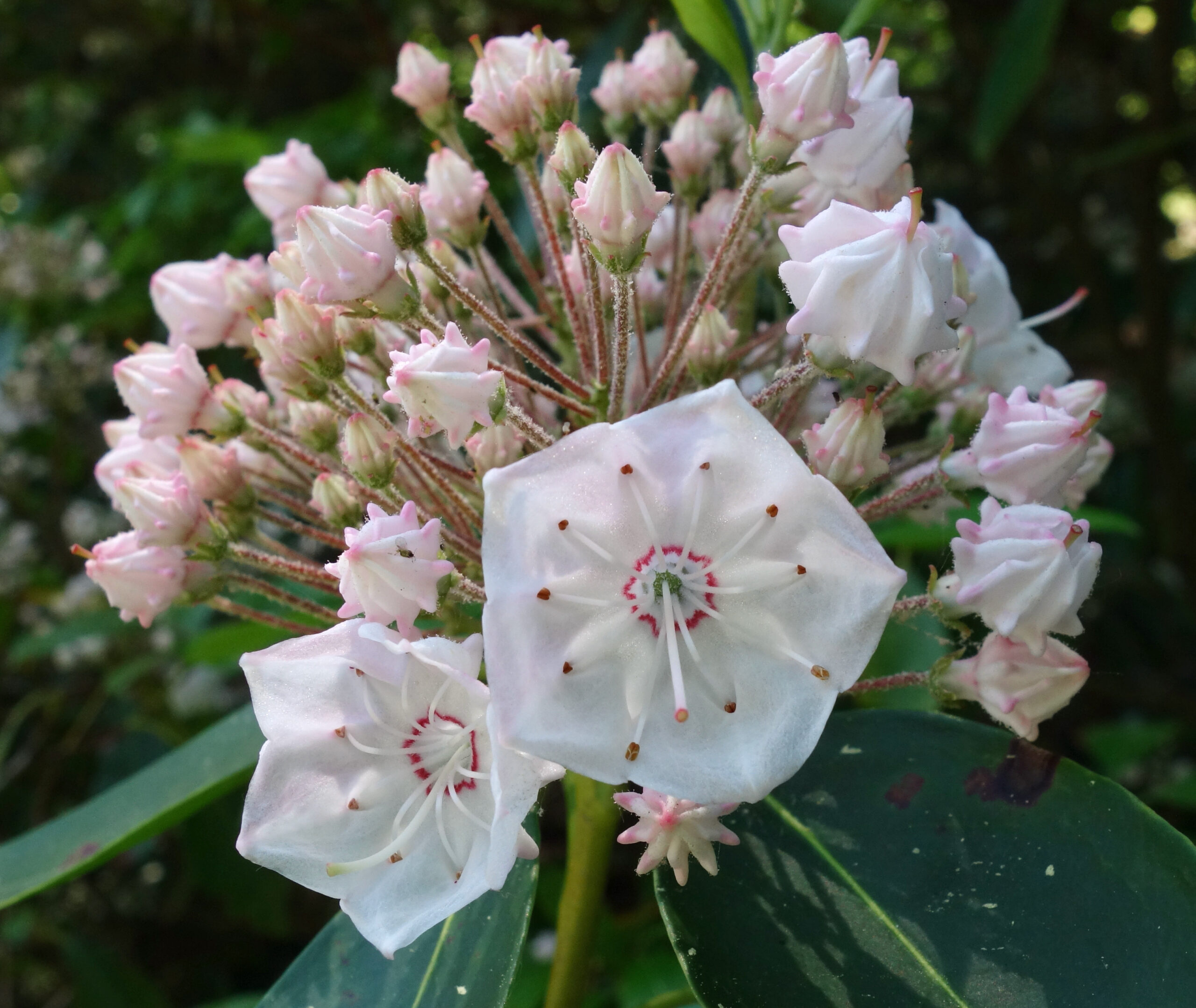 Pentagonal white flower with symmetric stamens
