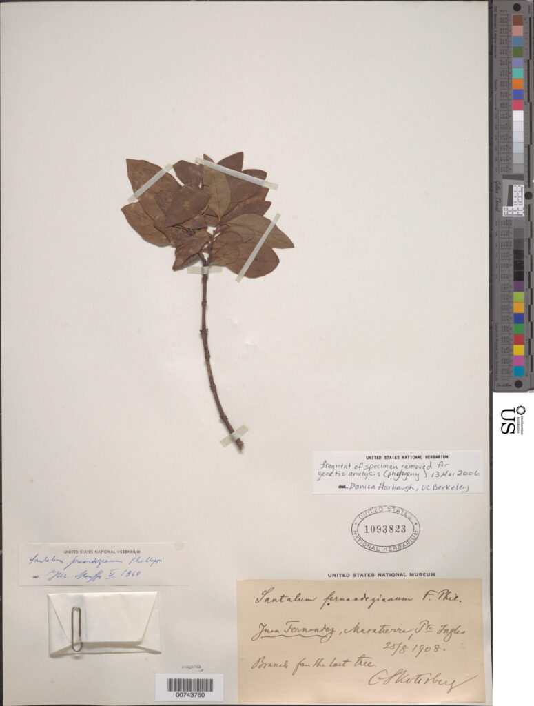 United States National Herbarium specimen of Chile sandalwood (Santalum fernandezianum), with a dried specimen taped to the sheet, an envelope enclosure attached, and notes and stamps from collectors and repositories.