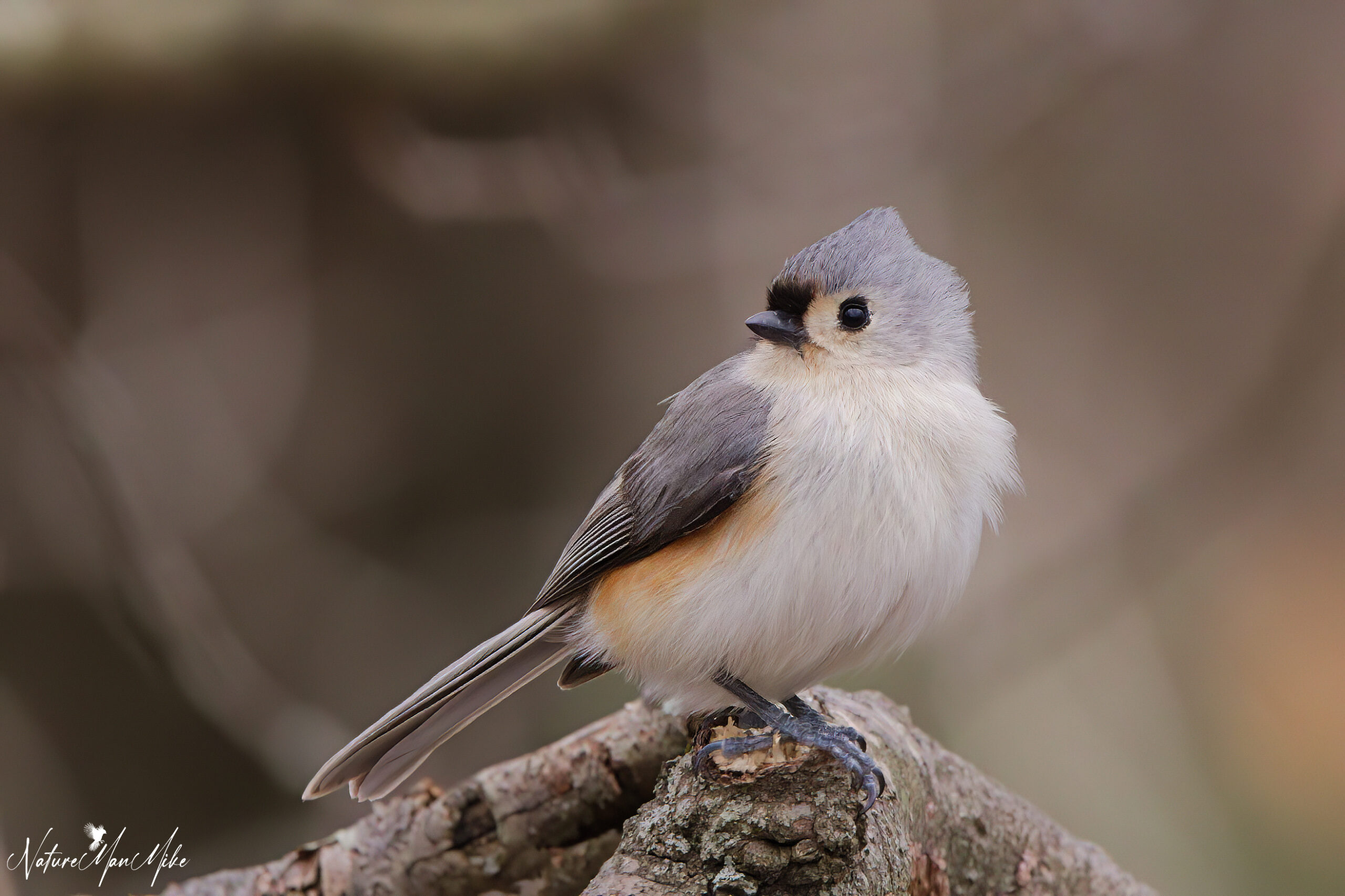 A white, blue, and grey bird perching on a branch