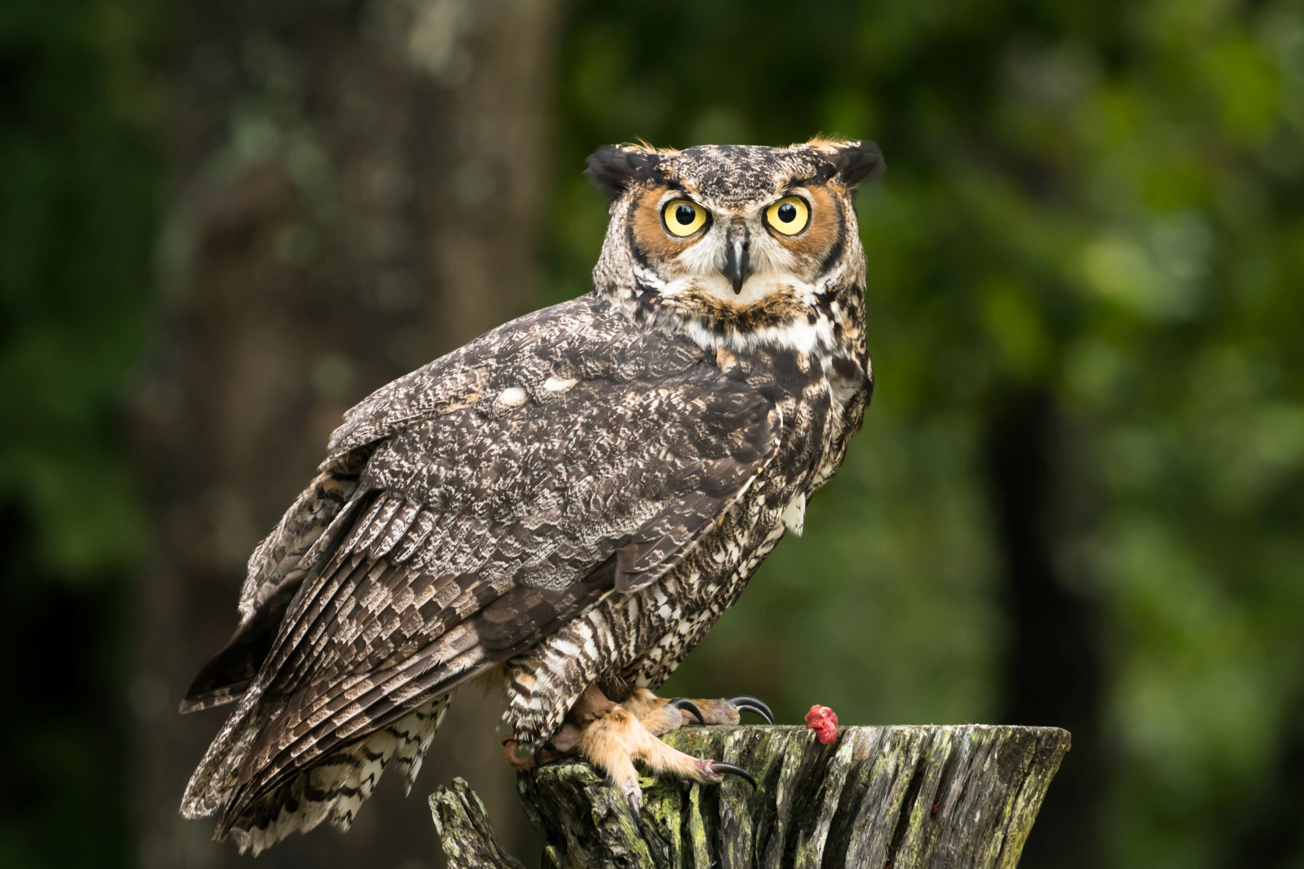 A great horned owl with striking yellow eyes perches on a weathered tree stump, surrounded by blurred green foliage in the background.
