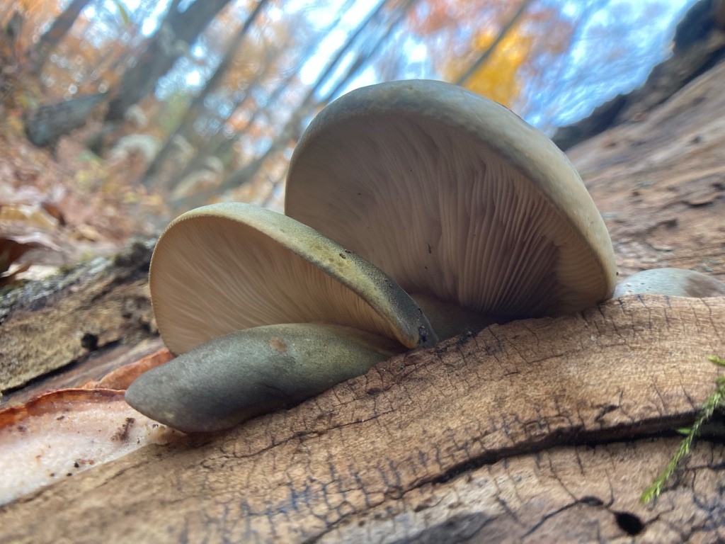Mushroom Walk