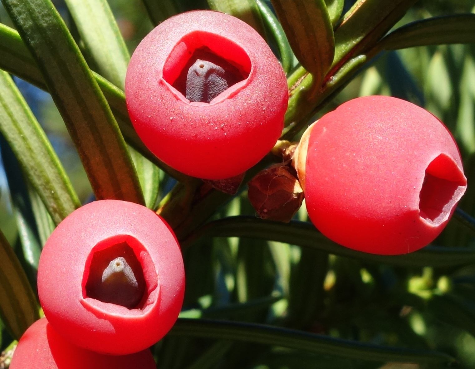 Red berries with a seed in the middle