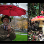A man with a red umbrella and a red and white spotted mushroom