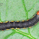 A black caterpillar with yellow feet and a red head crawls on a leaf