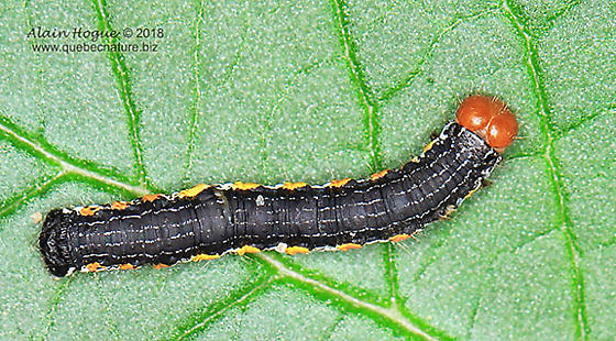 A black caterpillar with yellow feet and a red head crawls on a leaf