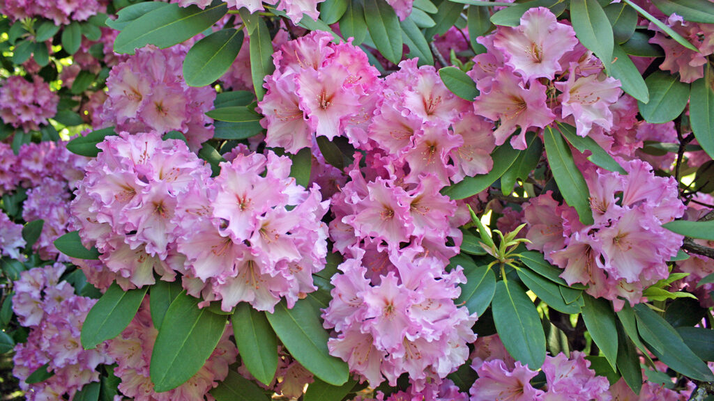 Pink clumps of flowers