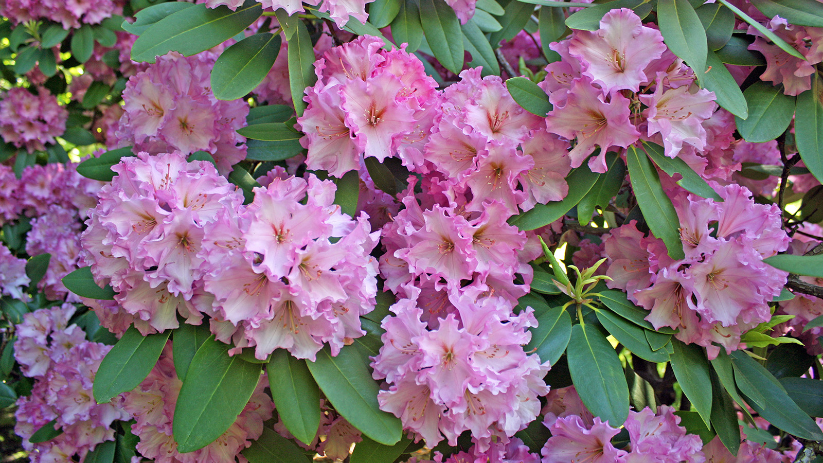 Tree Mob: Rhododendrons
