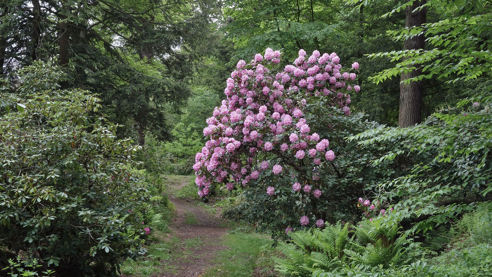 Rhododendron Scintillation Elepidote