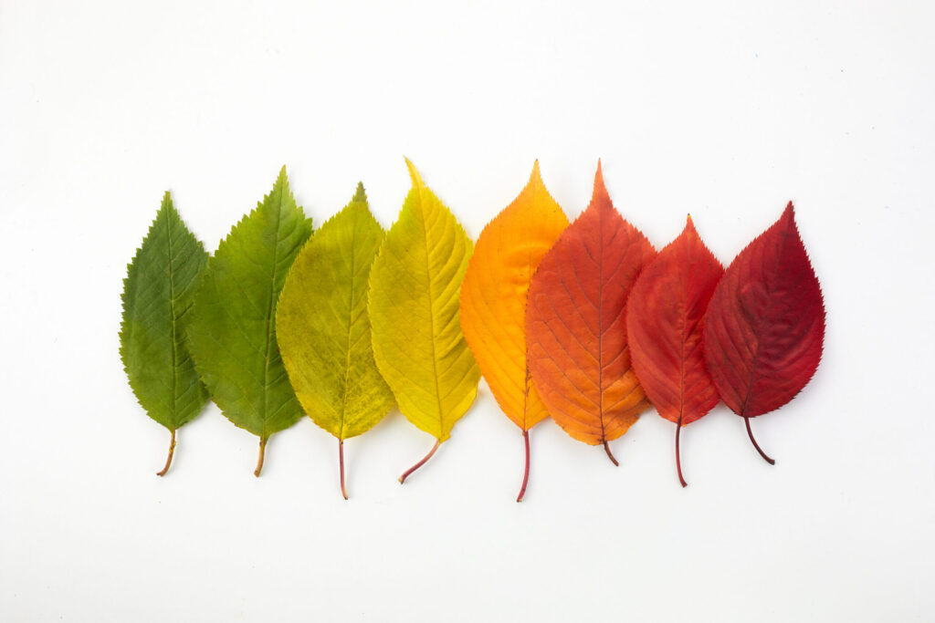 A row of eight leaves arranged from left to right, gradually changing color from green to yellow to orange to red, displayed on a white background.