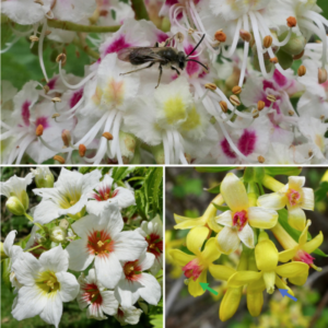 White flowers with splotches of yellow and red