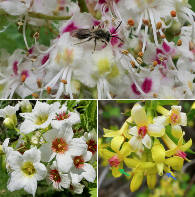 White flowers with splotches of yellow and red