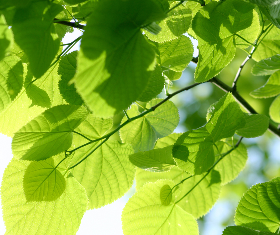 Identifying Common Trees and Shrubs