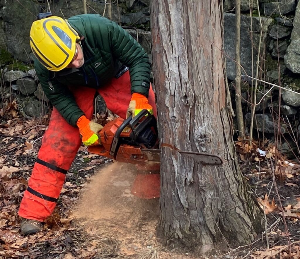 Man cutting down a tree with a chainsaw