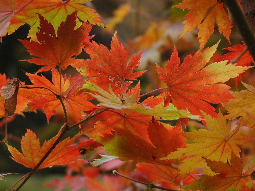 Red and yellow Japanese maple leaves