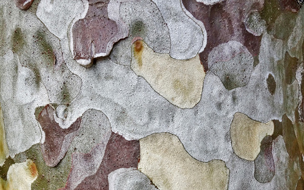 Barking Up the Right Tree: A Tour of Bark Diversity at the Arboretum
