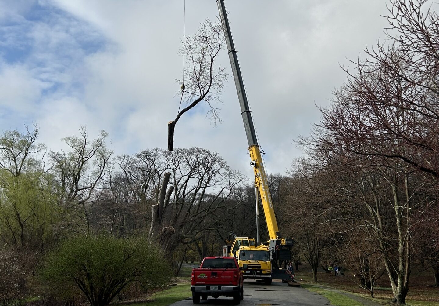 A branch of a tree is removed by a crane revealing the canopy of another tree in the backdrop