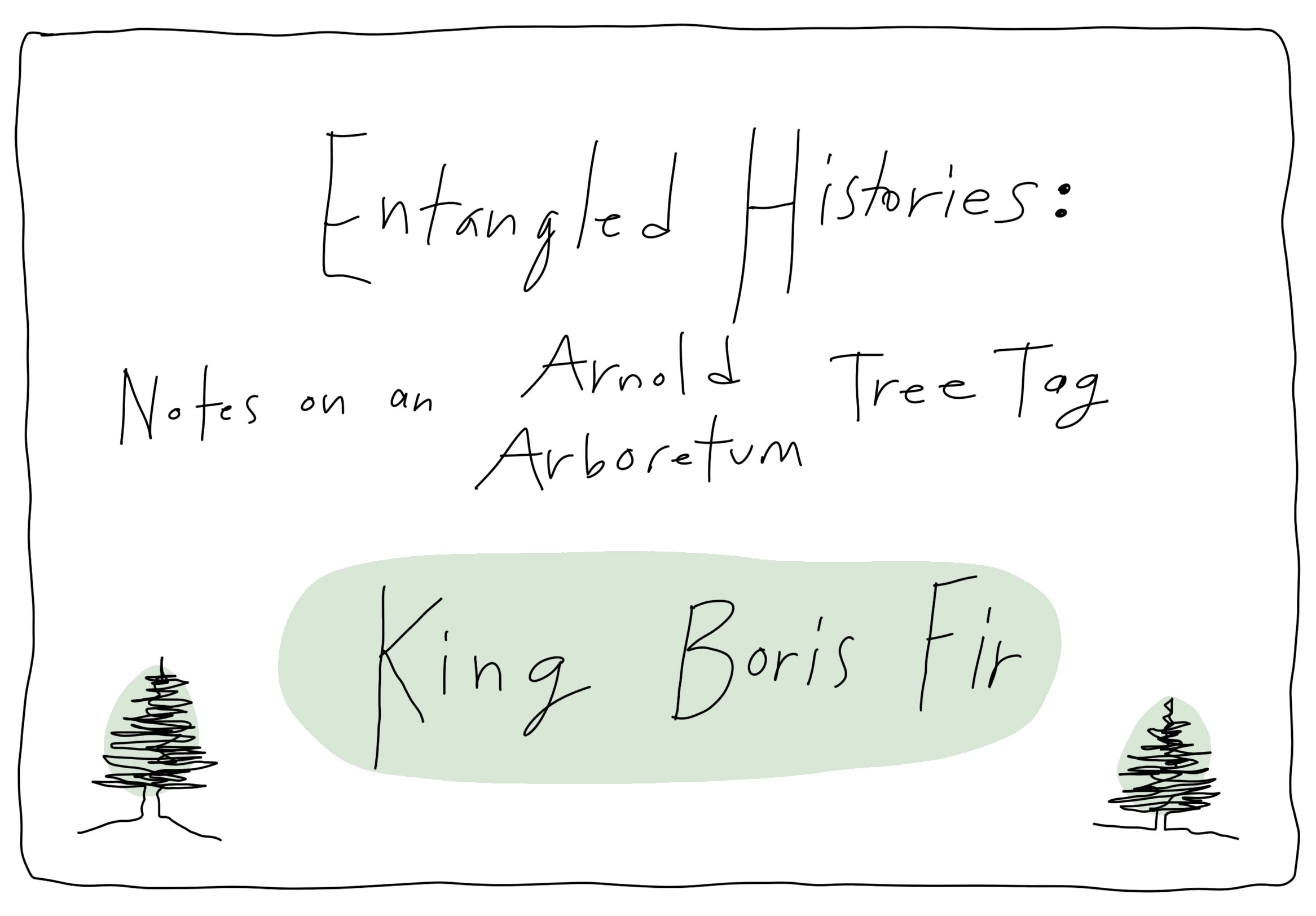 Title image for the visual essay, with the title in handwritten text: Entangled Histories:/Notes on an Arnold Arboretum Tree Tag/King Boris Fir. With "King Boris Fir highlighted in green between two scribbled trees also highlighted in green.