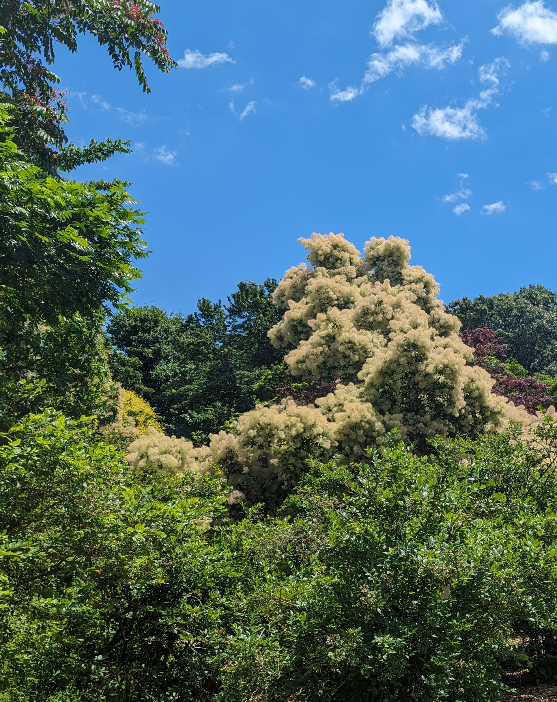 Green and white shrubs against a blue sky