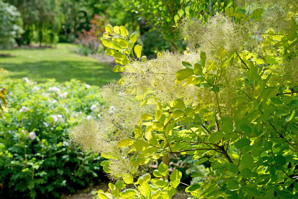Continus ‘Winecraft Gold'.