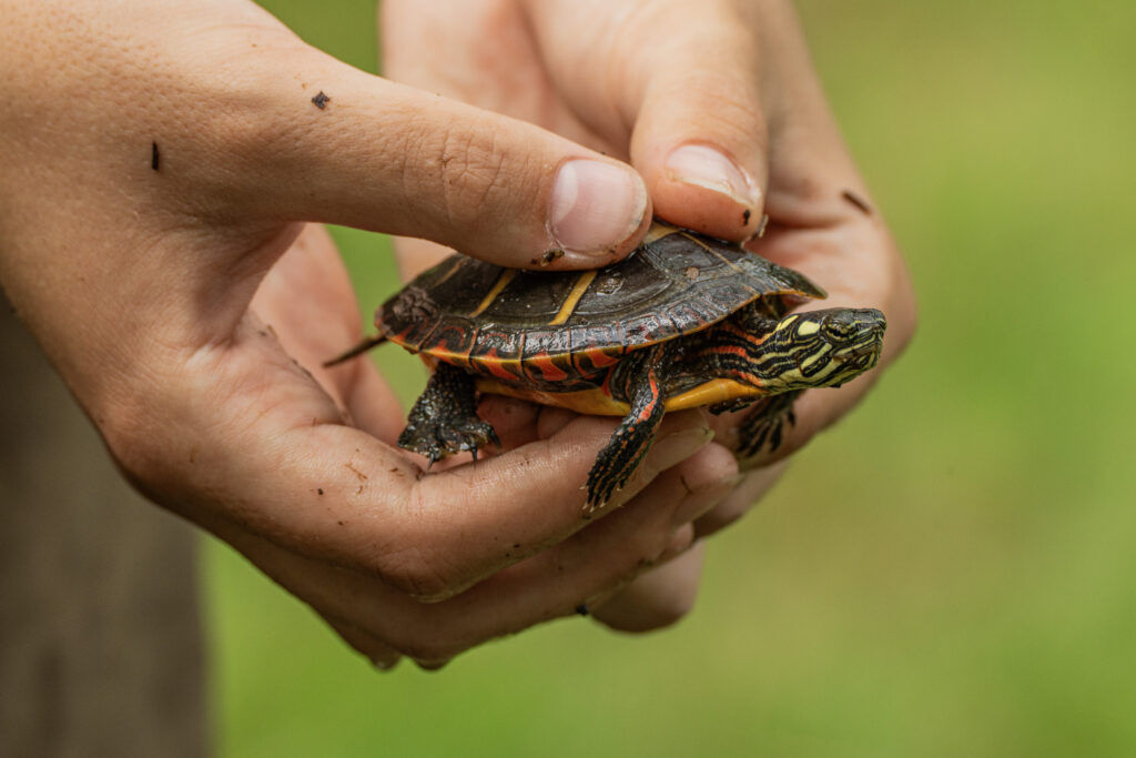 A small painted turtle is held in someone's hands