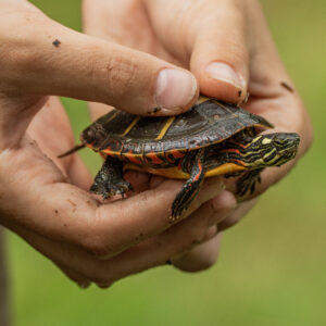 A small painted turtle is held in someone's hands