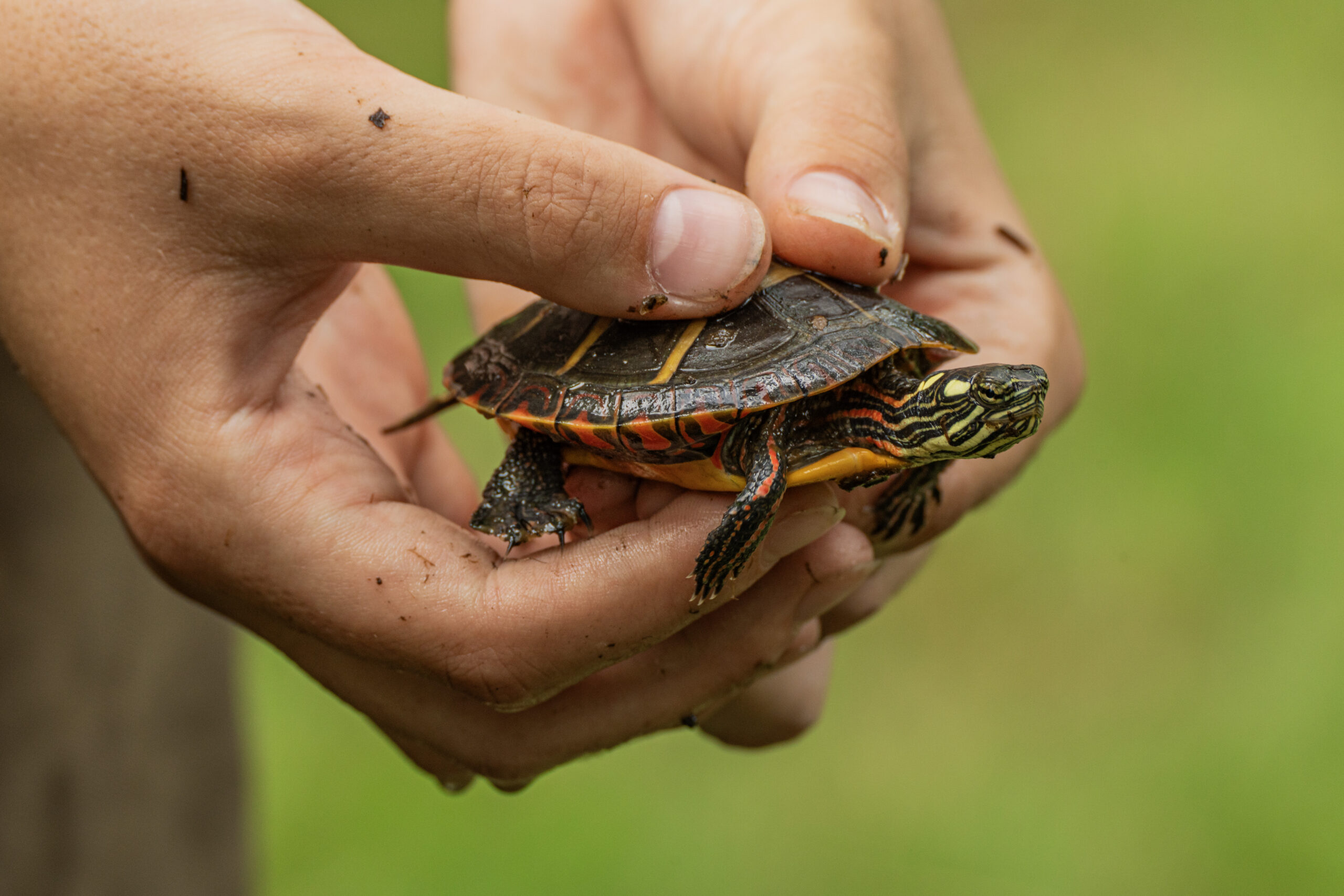A small painted turtle is held in someone's hands