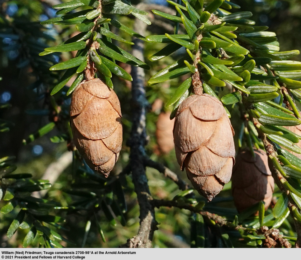 Eastern Hemlock.