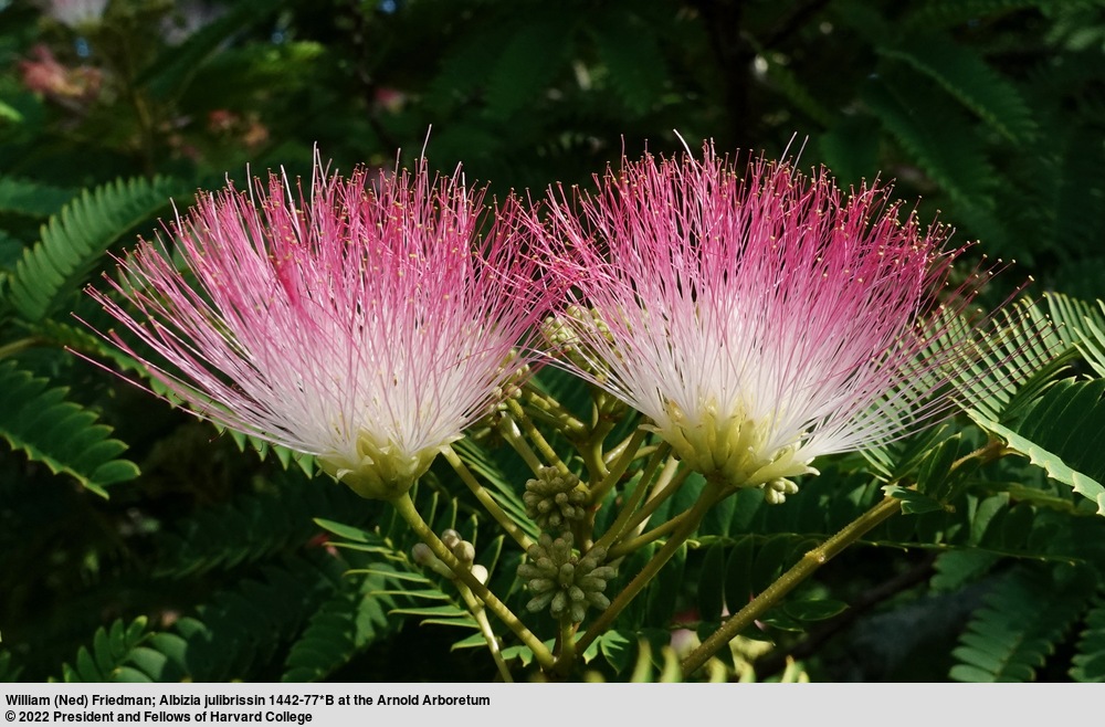 Close photograph of two Silk Tree blooms.