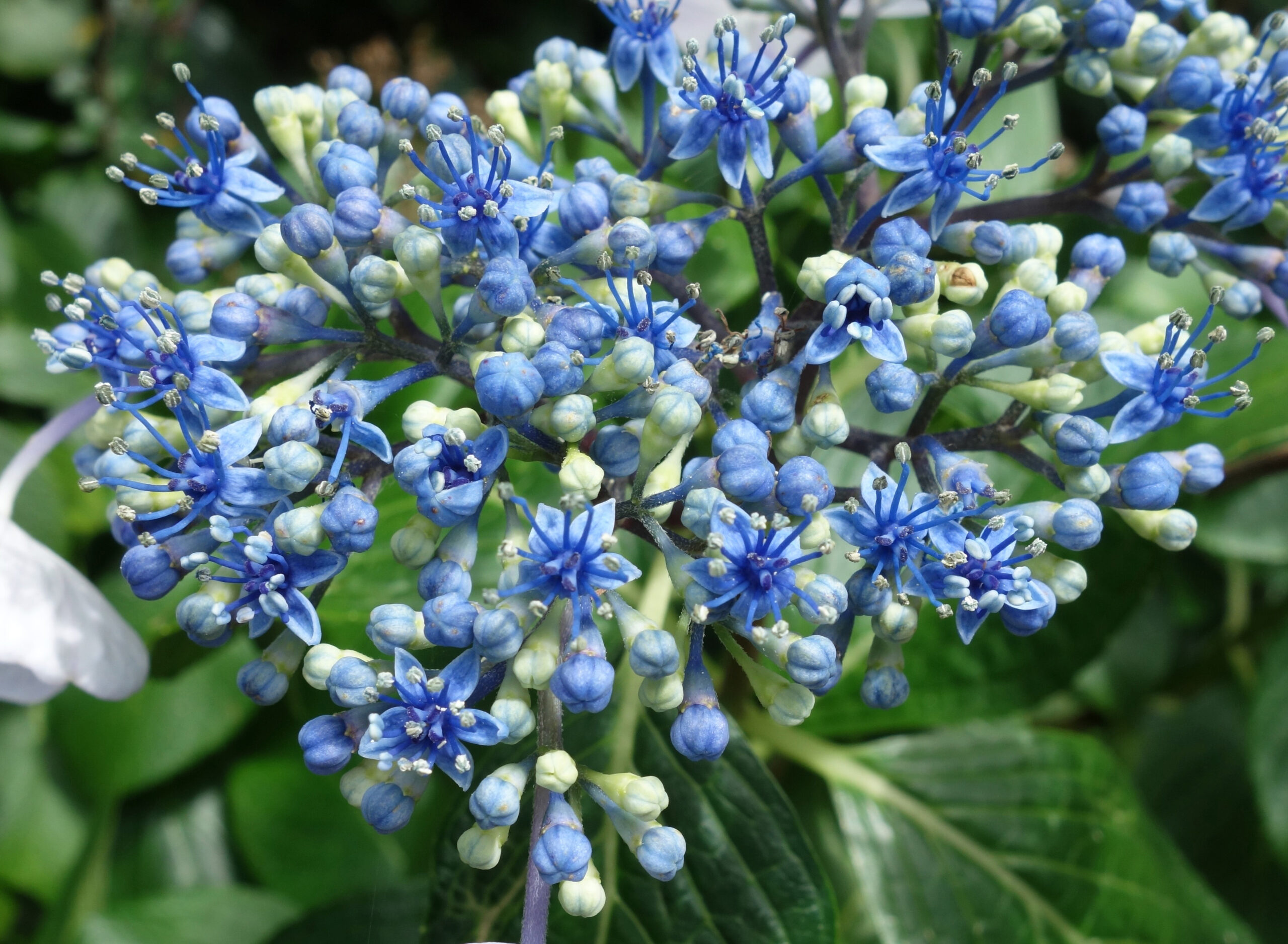 Are You a Mophead Hydrangea Lover?