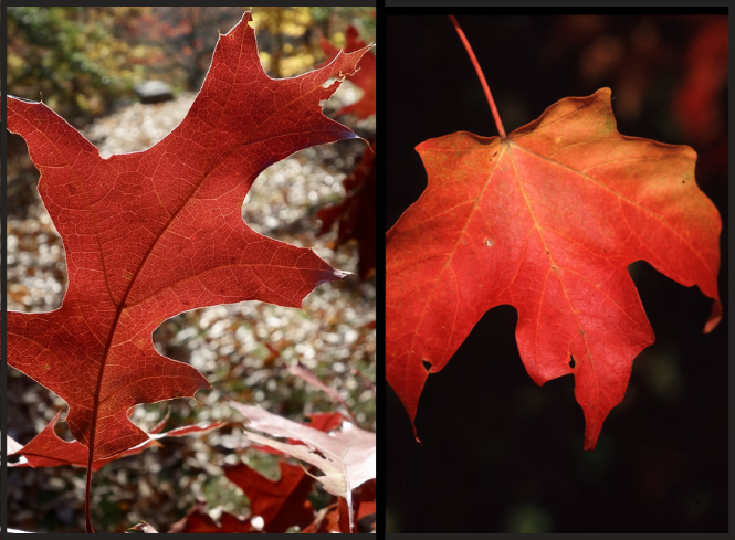 A red oak leaf next to a red maple leaf