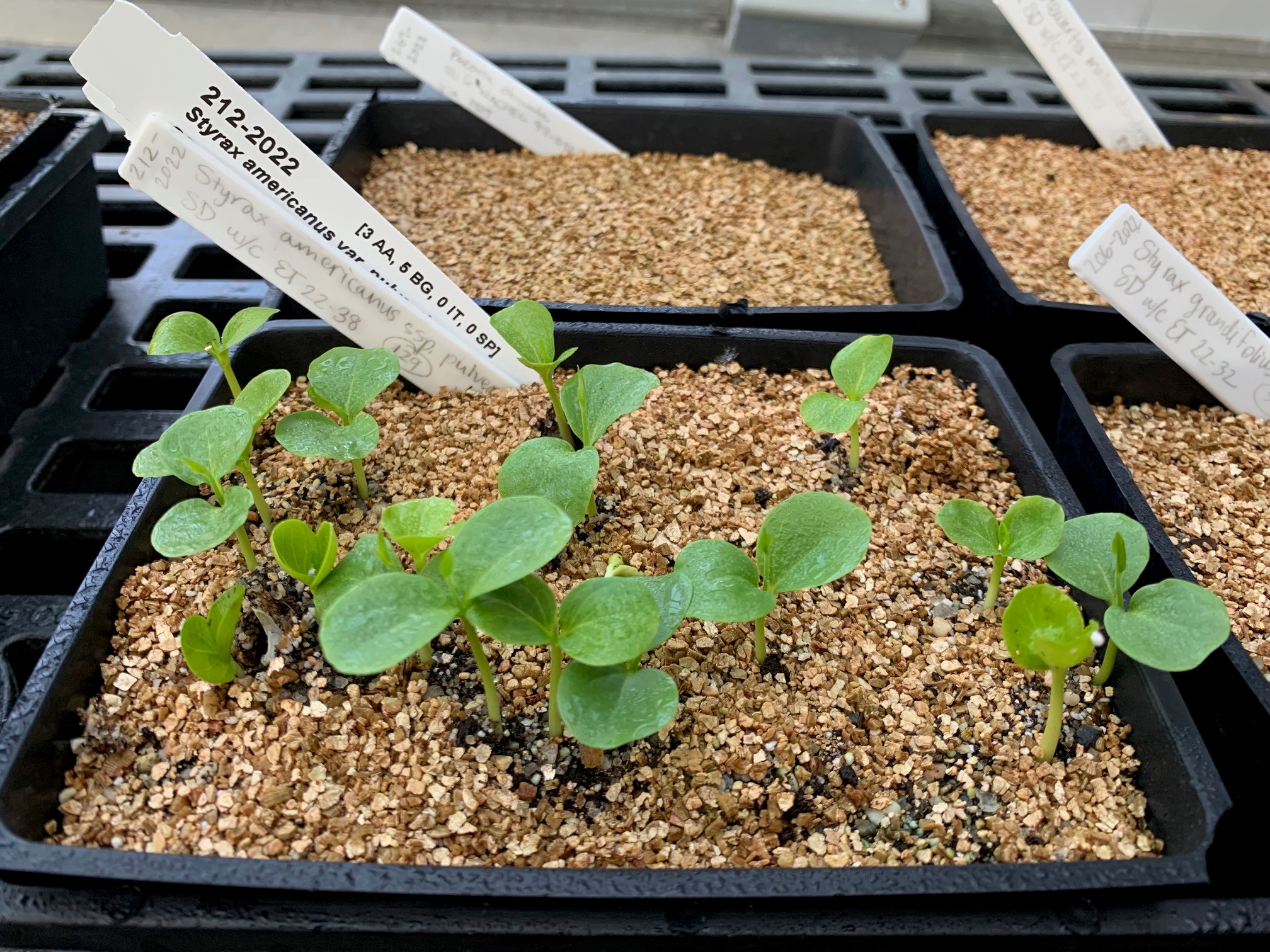 A tray of seedlings