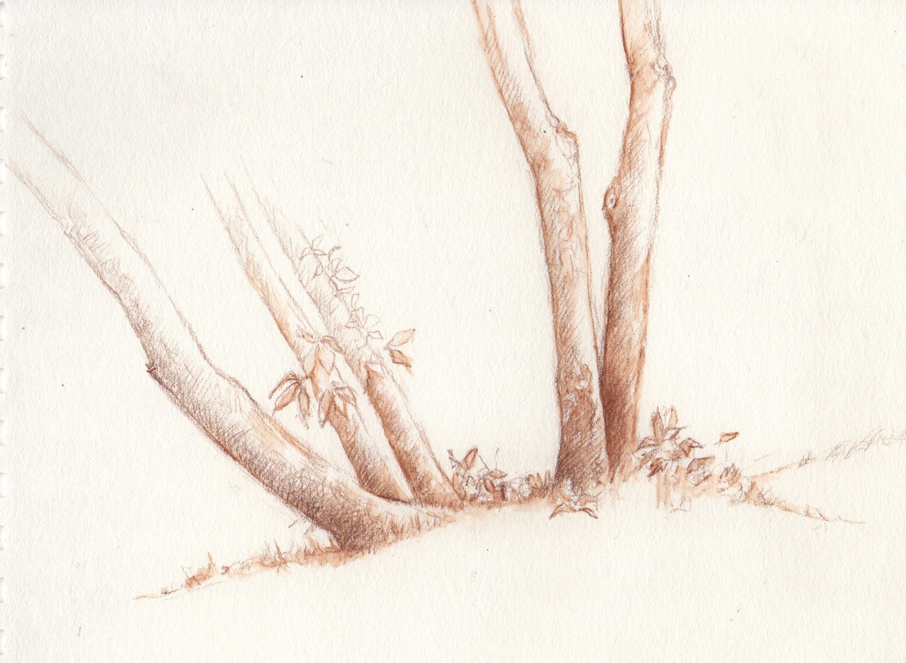 A sketch of a multi-trunked tree