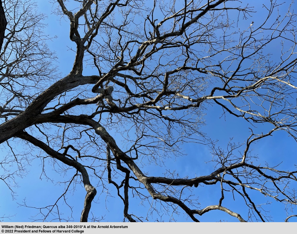 A view up at the branches of an oak tree