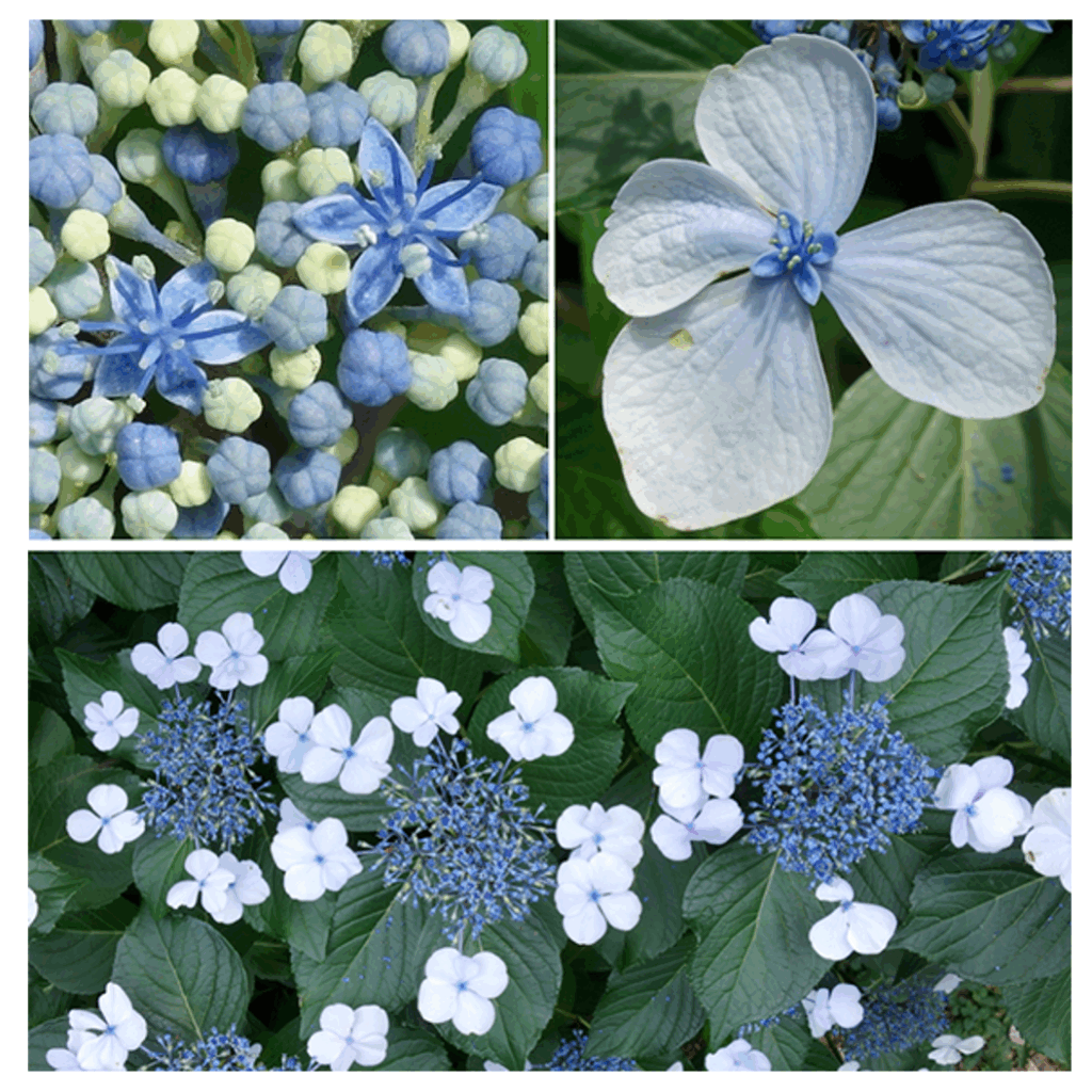 mophead hydrangea images by Ned Friedman