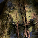 28-AD-Uplighting-PH-Pines-Hetman-10