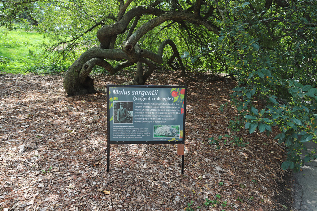 Sign on Peters Hill spotlights the Sargent crabapple