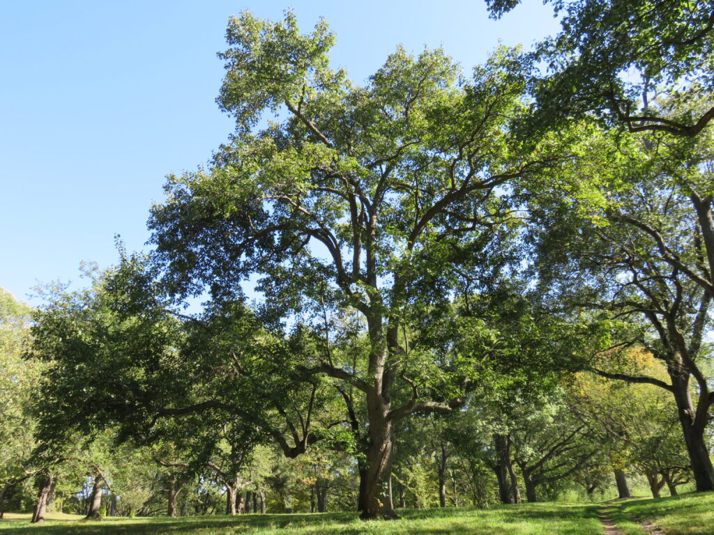 Large green tree