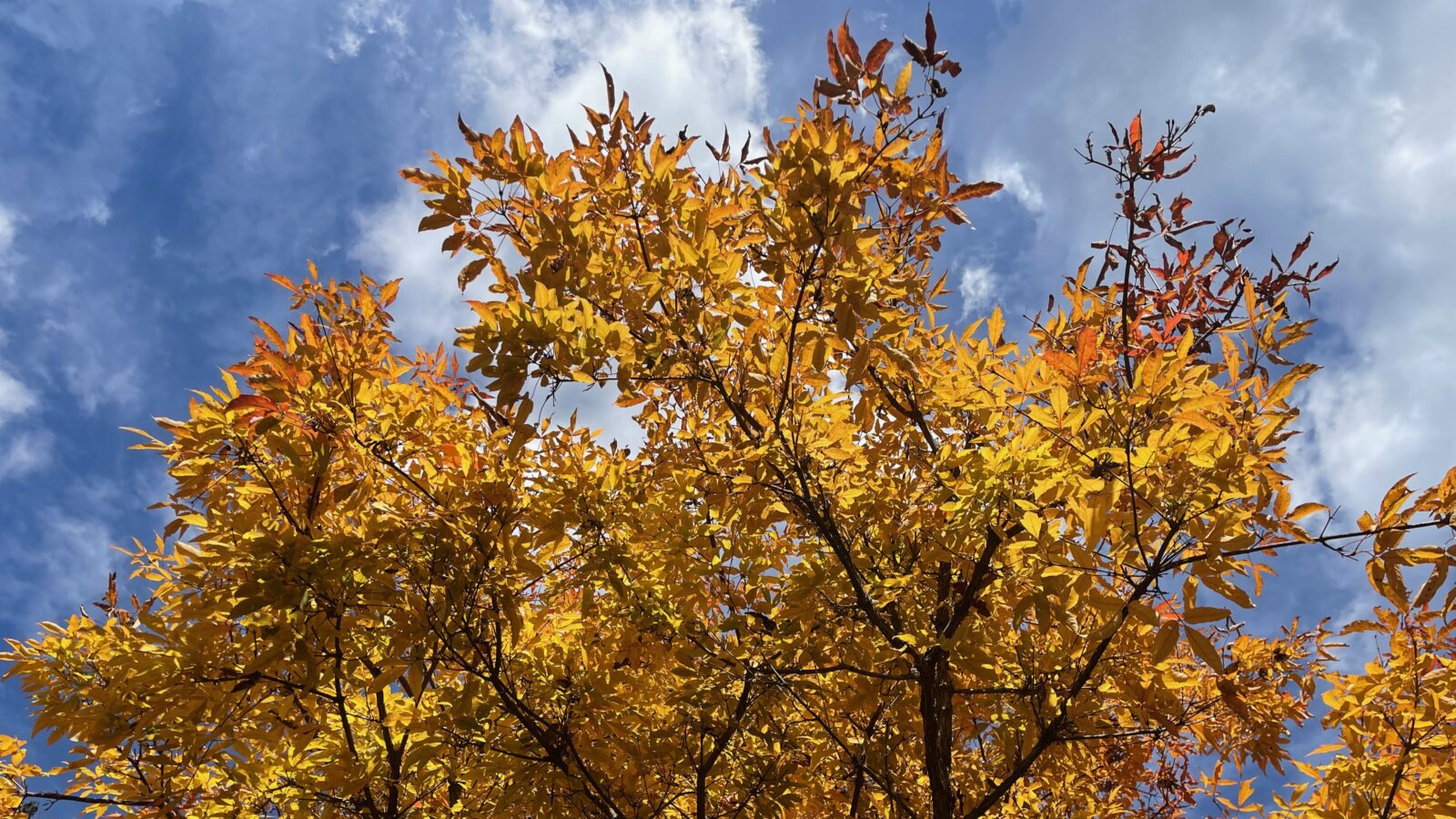 Yellow leaves against blue sky