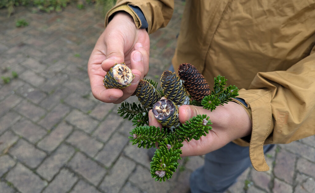 Abies koreana cones collected on the mountain slopes of Jirisan held by Prof. Hui Kim