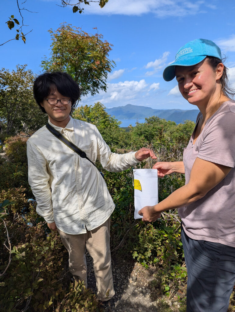 Japan expedition collectors Sarah Shank from the Arboretum and Yoshinari Hata from Utsunomiya University secure fruits of Eubotryoides grayana on Mount Tarumae in Hokkaido.