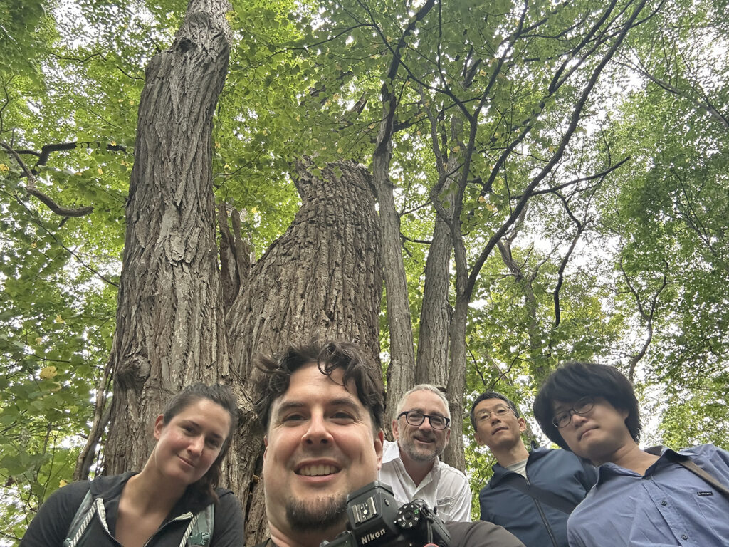 Group photo of the Japan expedition team ( L to R: Sarah Shank, Miles Schwartz Sax, Michael Dosmann, Mineaki Aizawa and Yoshinari Hata) in front of an ancient Katsura Tree (Cercidiphyllum japonicum) on Mount Moiwa in Sapporo, Hokkaido