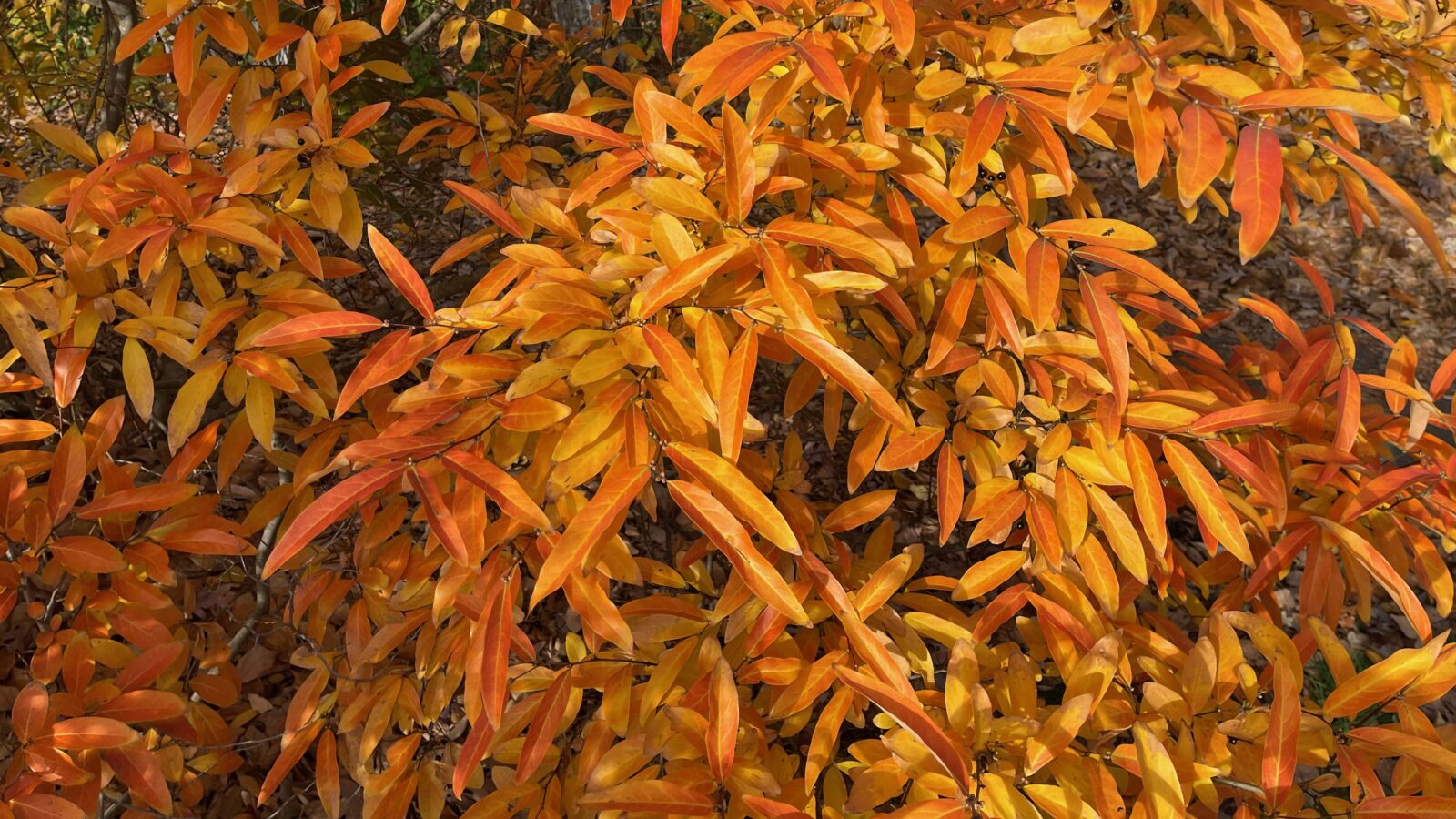Branches of long orange leaves