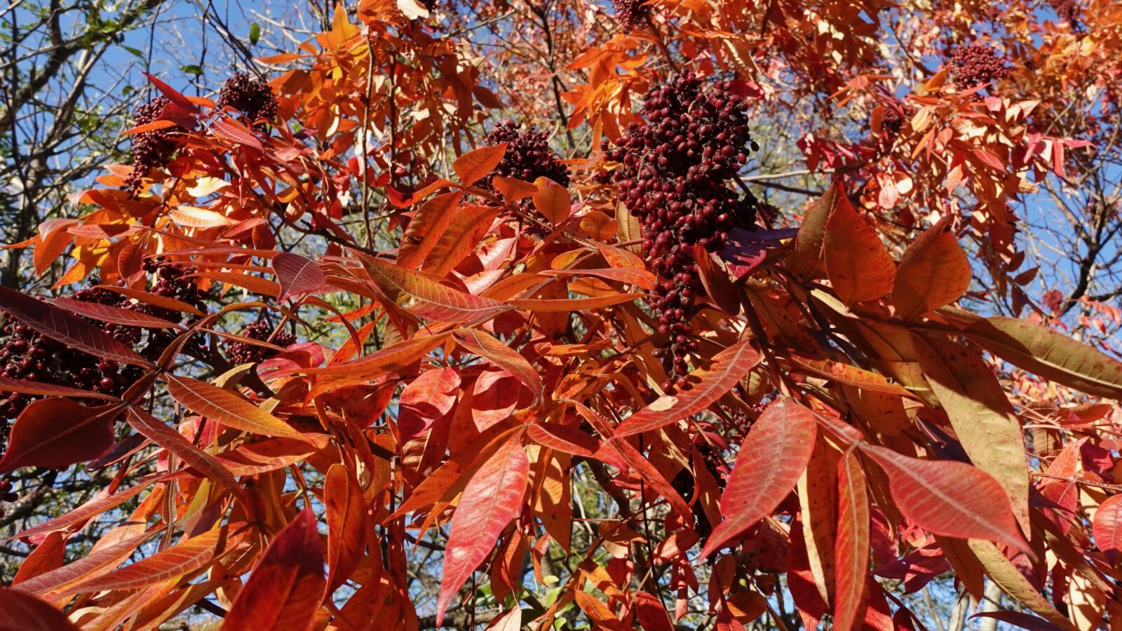 Red leaves against blue sky