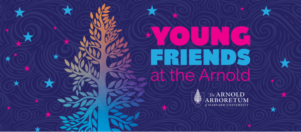 Young Friends of the Arnold Arboretum