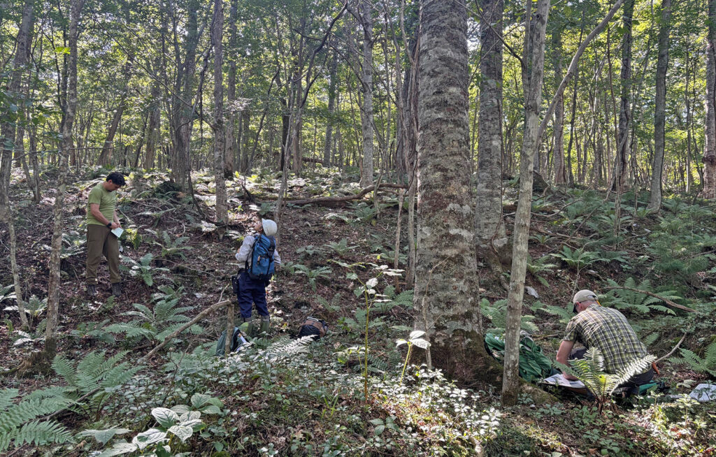 Mineaki Aizawa, Miles Schwartz Sax, and Michael Dosmann make a collection of Pachysandra terminalis in Tomakomai Experimental Forest, Hokkaido