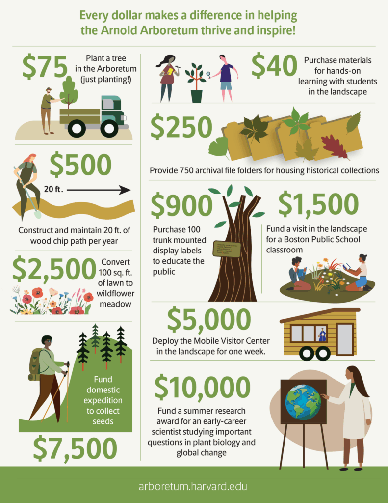 Every dollar makes a difference in helping the Arnold Arboretum thrive and inspire