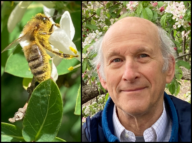 A honeybee next to a picture of a white man with grey hair
